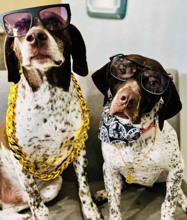 /Images/uploads/Southeast German Shorthaired Pointer Rescue/segspcalendarcontest/entries/32247.jpg